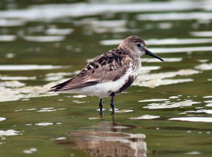 dunlin1