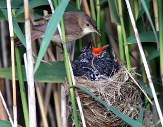 feeding 2