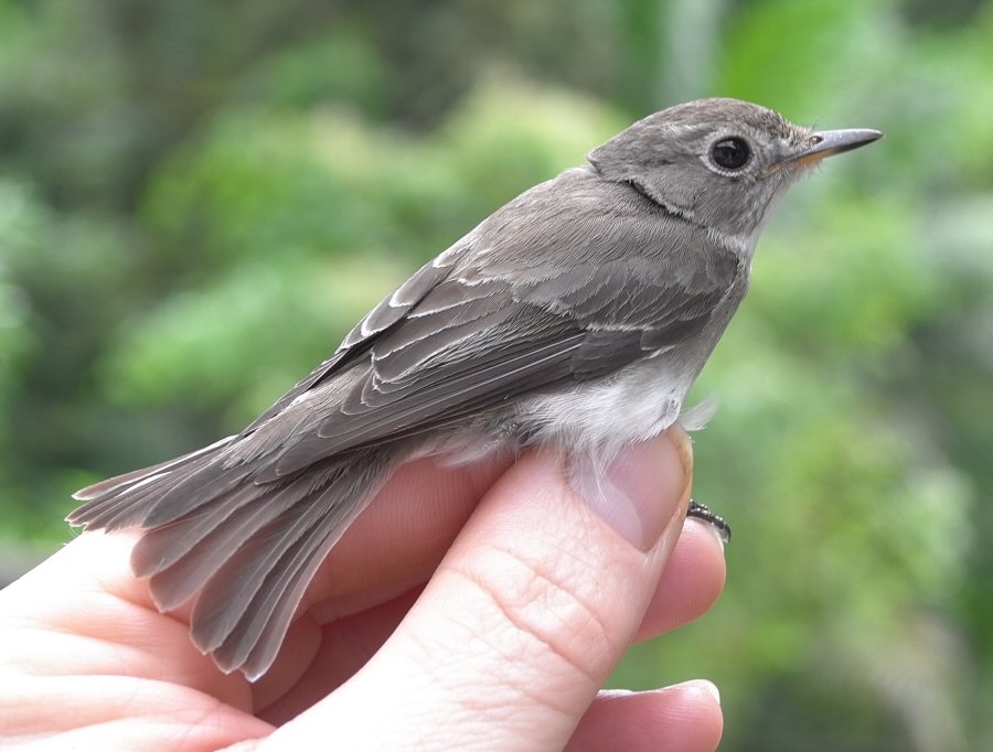 flycatcher1