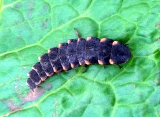 glow worm larva