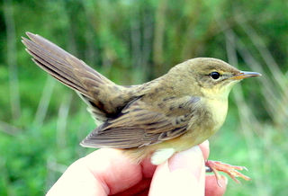 gropper