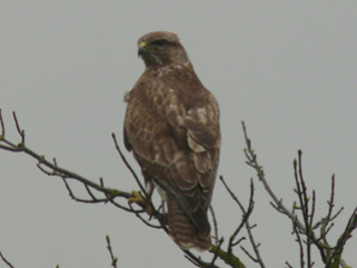 Buzzard17