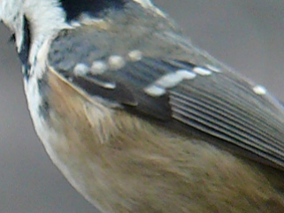 Coal_Tit20