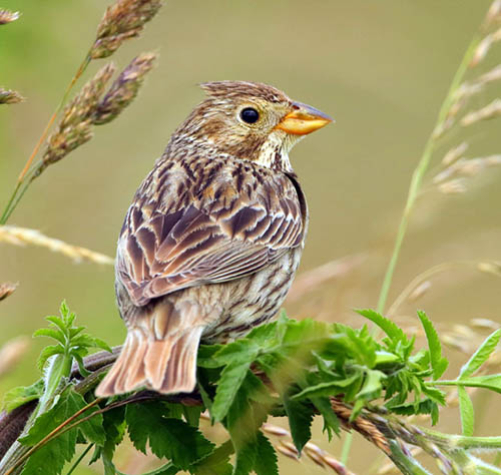 Corn_Bunting_2016-07-05_Badens_Clump11a