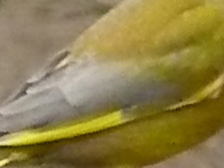 Greenfinch21