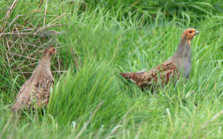 Grey_Partridge_2015-05-08_Bardens_Clump11