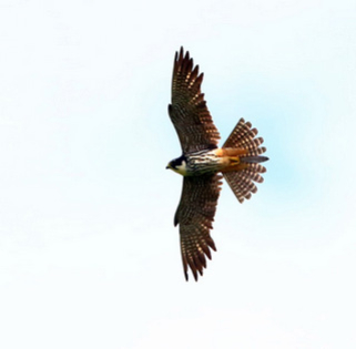 Hobby_2016-07-10_Langford_Lakes13