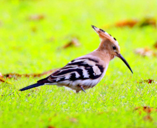 Hoopoe_2014-06-16_Ashton_Keynes11