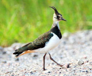 Lapwing_2014-06-015