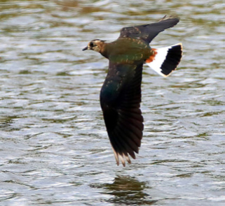 Lapwing_2016-07-25_Langford_Lakes11