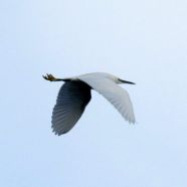 Little Egret Mike Trew