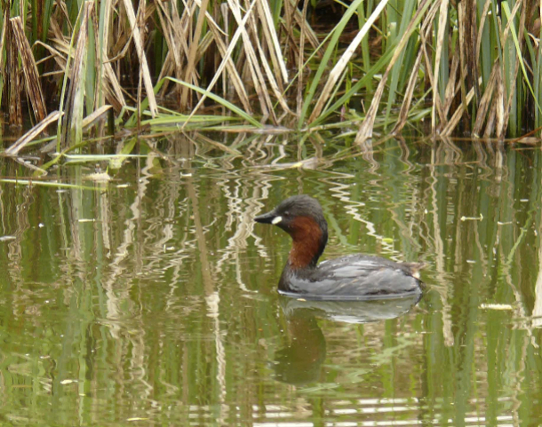 Little_Grebe_Rushy_Platt