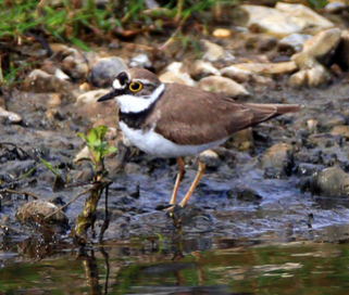 Little_Ringed_Plover_2014-04-11_Langford_Lakes11