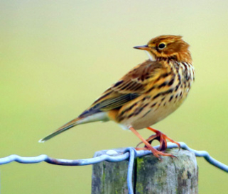 Meadow_Pipit_2015-10-06_Westbury_White_Horse11