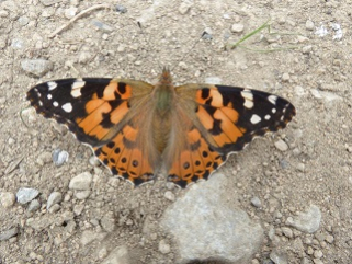 PaintedLady 1