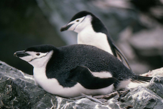 Penguins - Copy