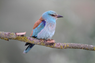 roller2