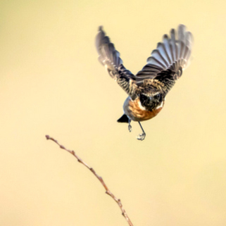 Stonechat