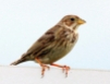 w100h200q100_corn-bunting-2014-07-07-highlands-farm11