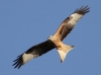 w100h200q100_RedKite_TonyReader
