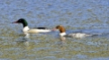 w120h100q100_Goosander_001a-2196