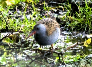 water_rail_small