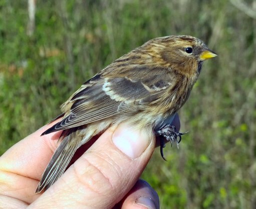 lesser redpoll1