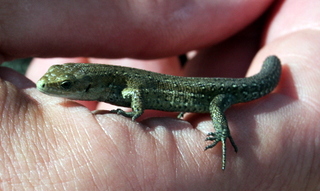 lizard