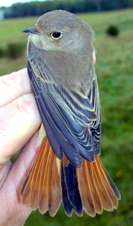 redstart