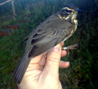 redwing