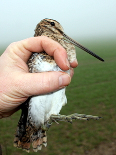 snipe