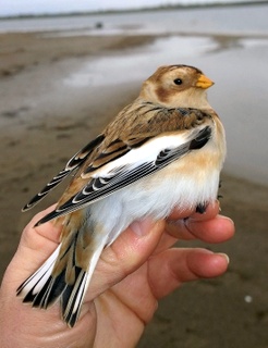 snobu