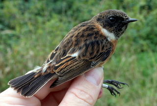stonechat