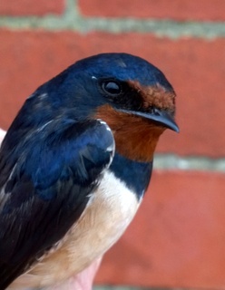 swallow-001