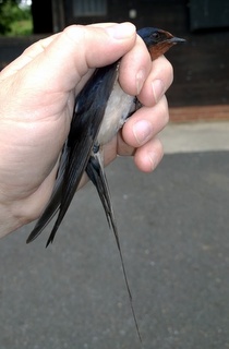 swallow male