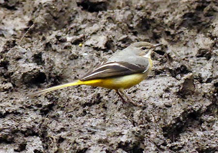 thumbnail image1caa