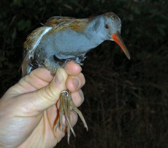 water rail1