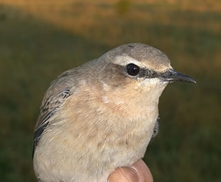 wheatear1