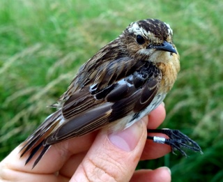 whinchat